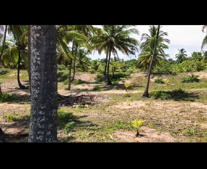 Terreno à venda, 10000m² - Foto 6