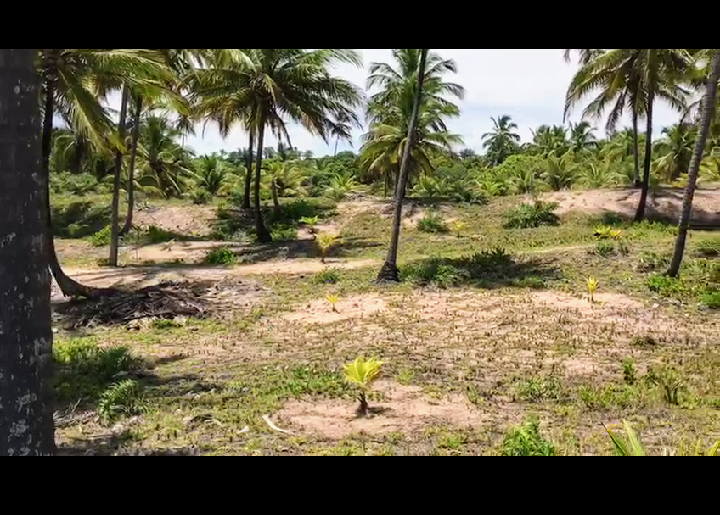 Terreno à venda, 10000m² - Foto 7