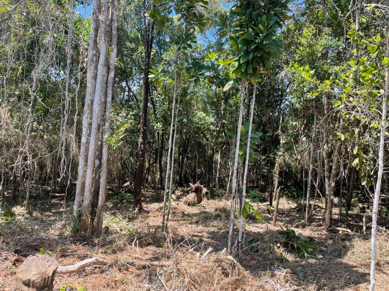 Terreno à venda, 1000m² - Foto 3