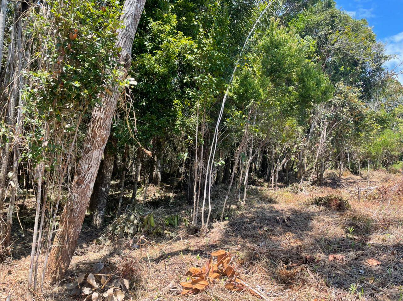 Terreno à venda, 1000m² - Foto 5